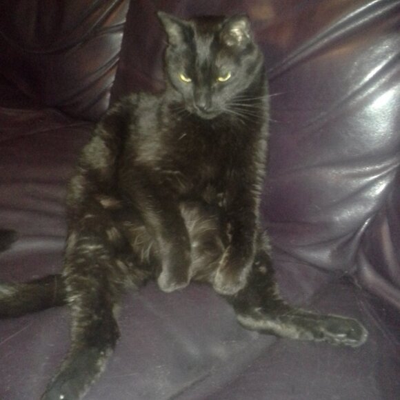 Meet your Posher, Jeffrey - Picture 1 of 1